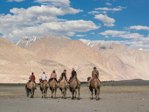 camel-safari1