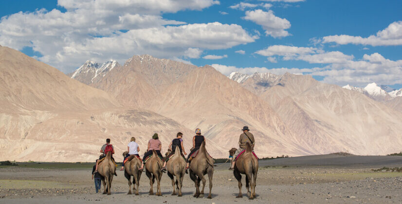 camel-safari1